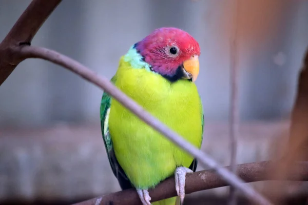 Periquito Cabeza Ciruela Tiene Cuerpo Verde Con Una Cabeza Púrpura —  Fotos de Stock