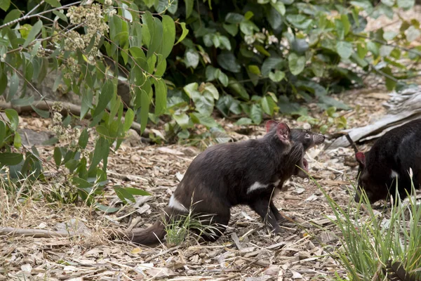 Diablo Tasmania Marsupial Negro Vicioso Que Camina Sobre Patas — Foto de Stock