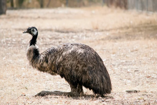 Emu Sitting Dry Field Stock Photo