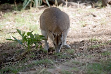 Çevik valabi, Avustralya 'nın kuzeyinde ve Yeni Gine' de bulunan bir valabidir..