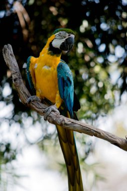 Mavi ve altın papağan Amazon 'da yaşayan büyük bir papağandır.