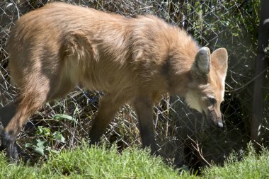 Yaban kurdu kahverengi, kulaklarında beyaz kürk ve siyah bir burun var..