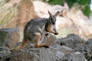 Sarı ayaklı kaya valabisi bir kayanın üzerinde duruyor ve havuç yiyor.