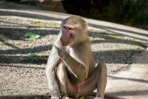 Joven Babuino Descansa Sol — Foto de Stock