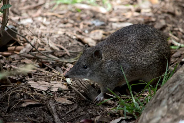 Zuidelijke Bruine Bandicoot Wordt Vaak Aangezien Voor Een Rat — Stockfoto