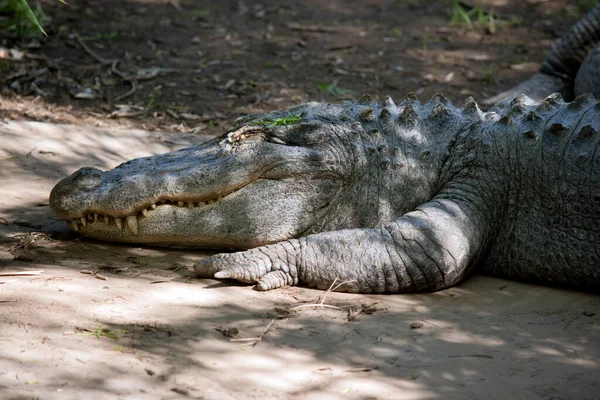 Alligator Has Sharp Teeth Scutes Its Back — Stock Photo, Image