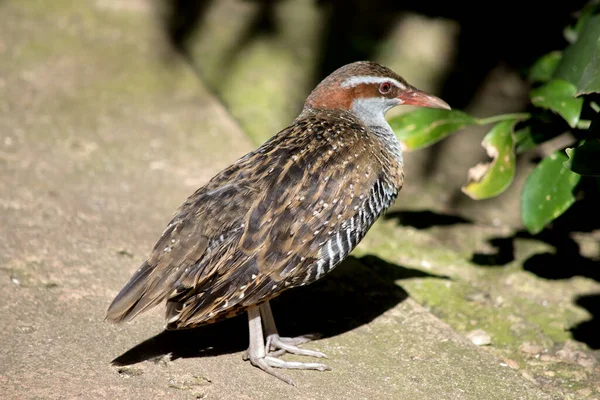 Buff Banded Rail Marrom Branco Preto Pássaro — Fotografia de Stock