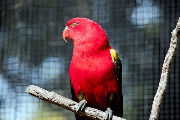 Lirio Parlanchín Pájaro Rojo Brillante Con Amarillo Verde Sus Alas — Foto de Stock