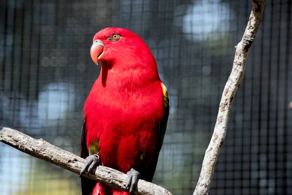 Babbelende Lori Een Helderrode Vogel Met Geel Groen Zijn Vleugels — Stockfoto