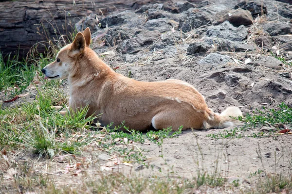 Altın Dingo Altın Sarısı Bir Kahverengidir Yüzünde Kuyruğunda Biraz Beyaz — Stok fotoğraf