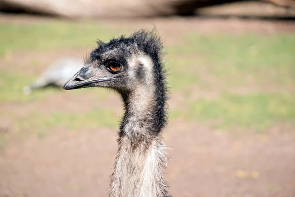 这是一个Emu的特写 — 图库照片