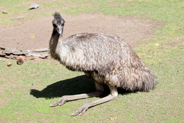 Emu Wysoki Ptak Bez Lotu — Zdjęcie stockowe
