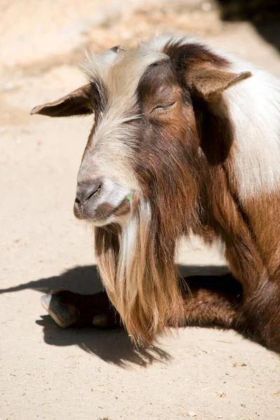 Cabra Tem Cabelo Castanho Branco Ele Tem Uma Longa Barba — Fotografia de Stock