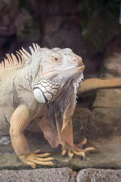 Iguana Verde Sembra Drago — Foto Stock