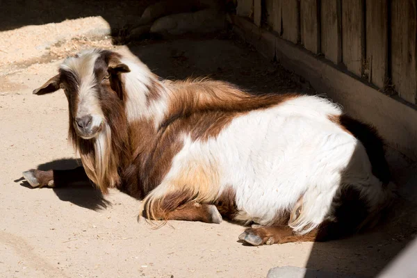 Billy Goat Has Brown White Hair Has Long Beard — Stock Photo, Image