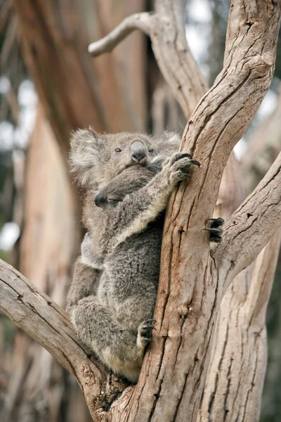 Madre Koala Sta Tenendo Sua Gioia Mentre Arrampica Albero — Foto Stock