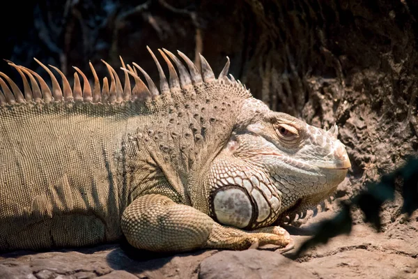 Questa Una Vista Laterale Iguana Verde — Foto Stock