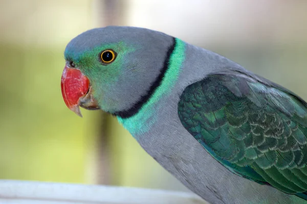 Malabarský Papoušek Šedý Černým Kroužkem Kolem Krku — Stock fotografie
