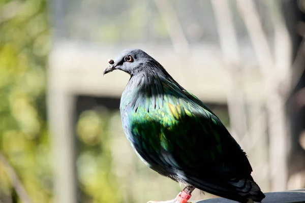 Pigeon Nicobar Est Principalement Gris Avec Des Plumes Irisées Sur — Photo