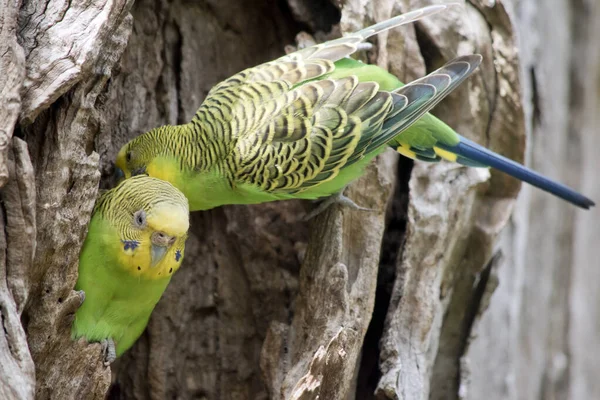 Periquitos Têm Corpo Verde Com Uma Cabeça Amarela — Fotografia de Stock