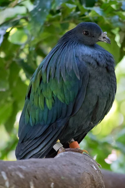 Pombo Nicobar Principalmente Cinza Com Penas Iridescentes Suas Asas — Fotografia de Stock