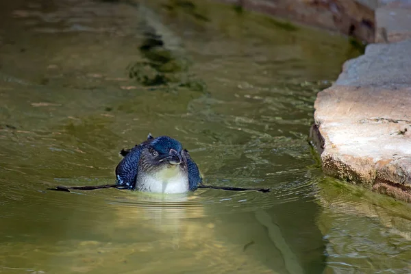 Peri Pengueni Siyah Beyaz Kuştur — Stok fotoğraf