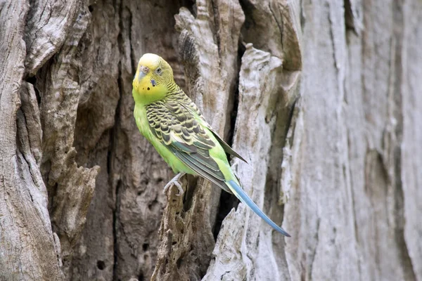 Parakeet Has Green Body Yellow Head — Stock Photo, Image