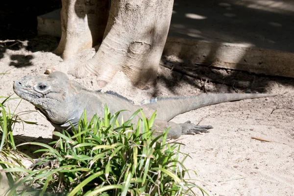 Gergedan Iguanası Gridir Kafasında Bir Şişlik Vardır — Stok fotoğraf