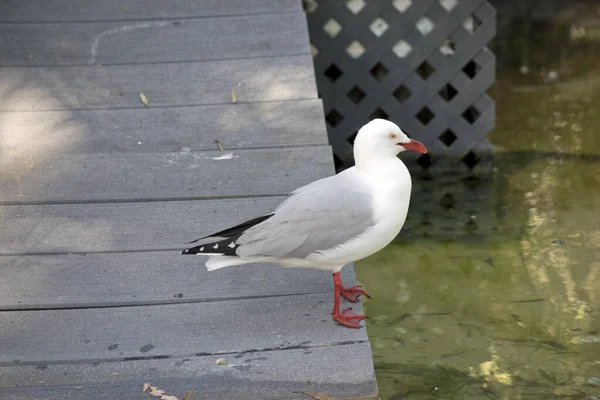 Gabbiano Uccello Bianco Con Ali Grigie Con Punte Nere — Foto Stock