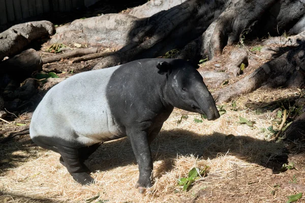 Der Tapir Ist Ein Großes Pflanzenfressendes Säugetier Das Der Form — Stockfoto