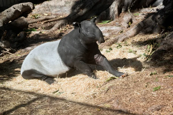Tapiren Ett Stort Växtätande Däggdjur Som Liknar Gris Med Kort — Stockfoto