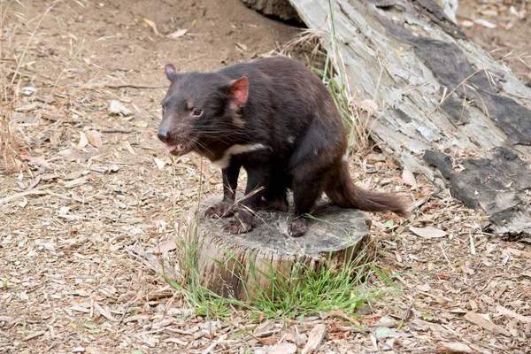 Diavolo Della Tasmania Vizioso Marsupiale Nero Che Cammina Zampe — Foto Stock