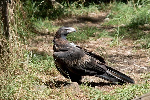 Águila Cola Cuña Raptor — Foto de Stock