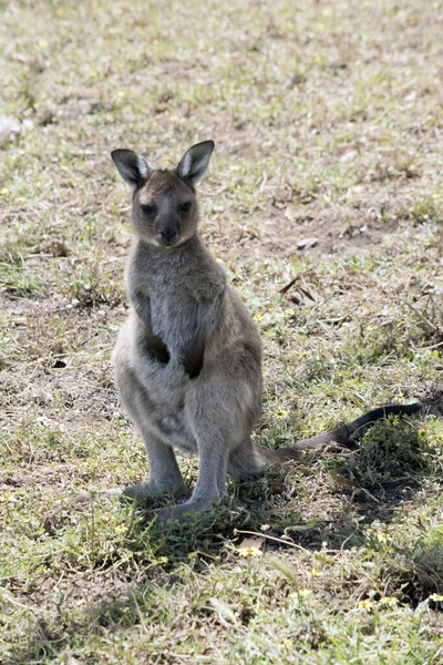 Canguru Joey Ilha Canguru Está Suas Patas Traseiras — Fotografia de Stock