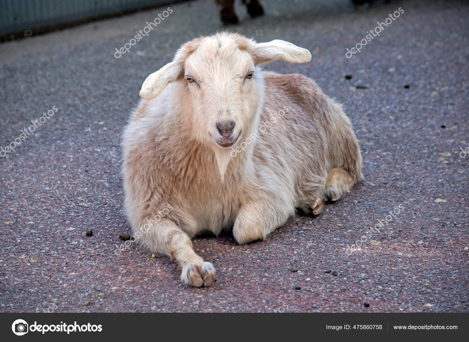 오버하슬리 염소, 염소, 염소, 염소 투명 PNG 일러스트 및 이미지 에 대한 무료 다운로드 - Pngtree, image size:1600x1167