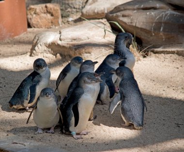 Peri pengueni siyah ve beyaz kuştur.