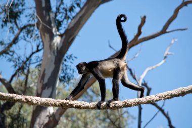 Örümcek maymunun siyah ve bronz kürkü var. Dengesini korumak için kullandığı uzun bir kuyruğu var.