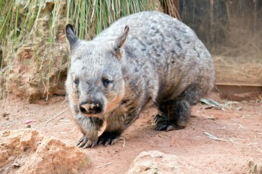Kıllı burunlu wombat keskin pençelere sahiptir çünkü kazı kahverengi renklidir ve köpek gibi dört ayak üzerinde yürür.