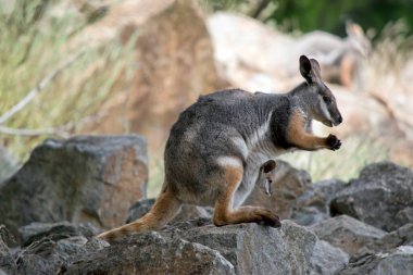 Sarı ayaklı kaya valabisi bir kayanın üzerinde duruyor ve havuç yiyor.