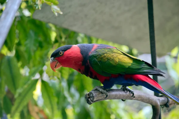 Lori Con Tapa Negra Pájaro Colorido Tiene Pico Naranja Plumas —  Fotos de Stock