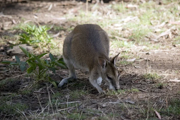 Behendige Wallaby Ook Wel Bekend Als Zandige Wallaby Het Krijgt — Stockfoto