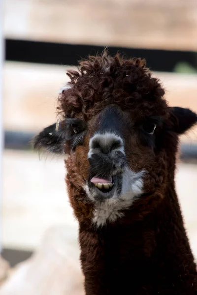 Alpaca Blanca Negra Marrón — Foto de Stock