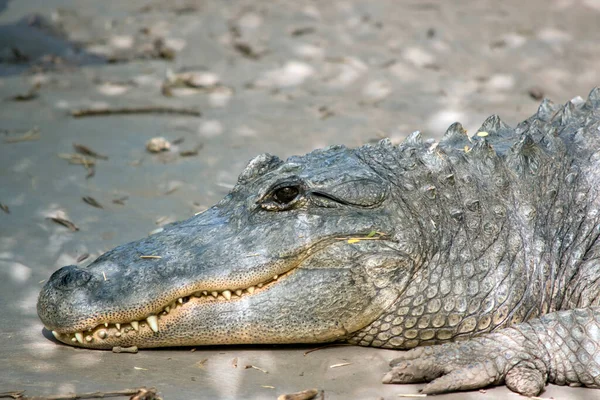 Bu bir timsahın yakın çekimi.