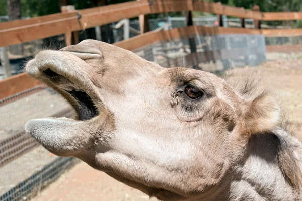 Camel Has Brown Fur Brown Eyes One Hump — Stock Photo, Image