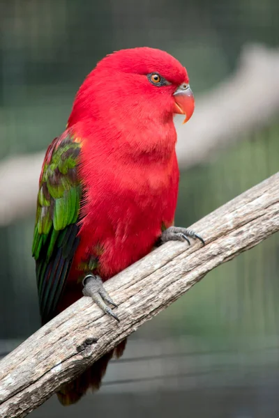 Lori Bavard Est Oiseau Rouge Vif Avec Vert Sur Ses — Photo