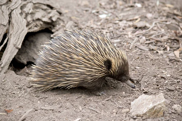 Echidna Marsupial Marrom Com Picos Para Potecção — Fotografia de Stock