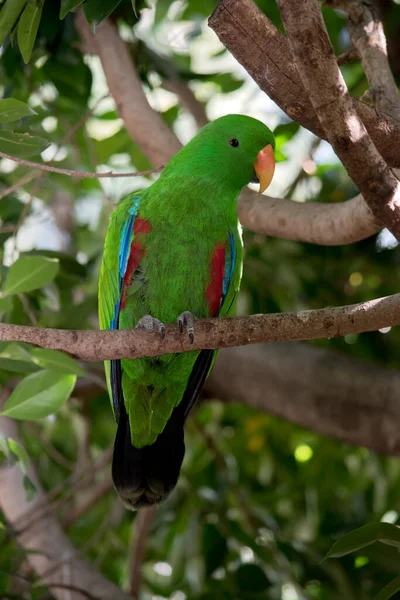 Loro Eclectus Macho Verde Brillante Con Pico Naranja Poco Azul —  Fotos de Stock