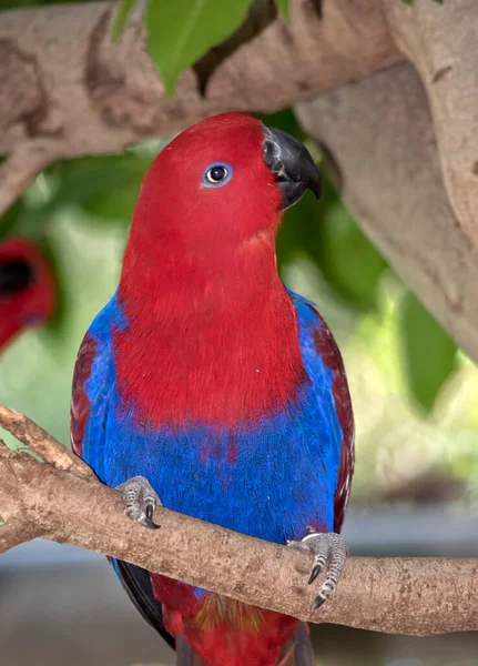 Loro Del Eclectus Femenino Rojo Azul —  Fotos de Stock