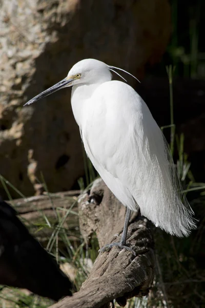 Mały Żołędź Jest Białym Ptakiem Morskim Długim Wąskim Czarnym Dziobem — Zdjęcie stockowe