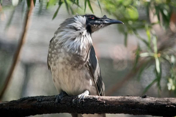 Der Mönchsvogel Ist Ein Grauer Weißer Und Schwarzer Vogel — Stockfoto